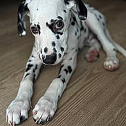 Johnny joined the competition — help win amazing prizes! dalmatian, dog, puppy, black_and_white, spots, floor, wooden_floor, pet, animal, laying_down, cute, young_dog, canine, fur, indoor, close_up, portrait, whiskers, ears, paws