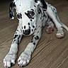 dalmatian, dog, puppy, black_and_white, spots, floor, wooden_floor, pet, animal, laying_down, cute, young_dog, canine, fur, indoor, close_up, portrait, whiskers, ears, paws