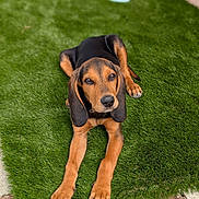 Loki participe au concours pour gagner de l'argent avec cette photo : dog, puppy, animal, pet, grass, artificial_grass, outdoor, ears, brown, black, water_bowl, resting, looking, cute, canine, young_dog, paws, snout, fur, relaxed