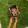 dog, puppy, animal, pet, grass, artificial_grass, outdoor, ears, brown, black, water_bowl, resting, looking, cute, canine, young_dog, paws, snout, fur, relaxed