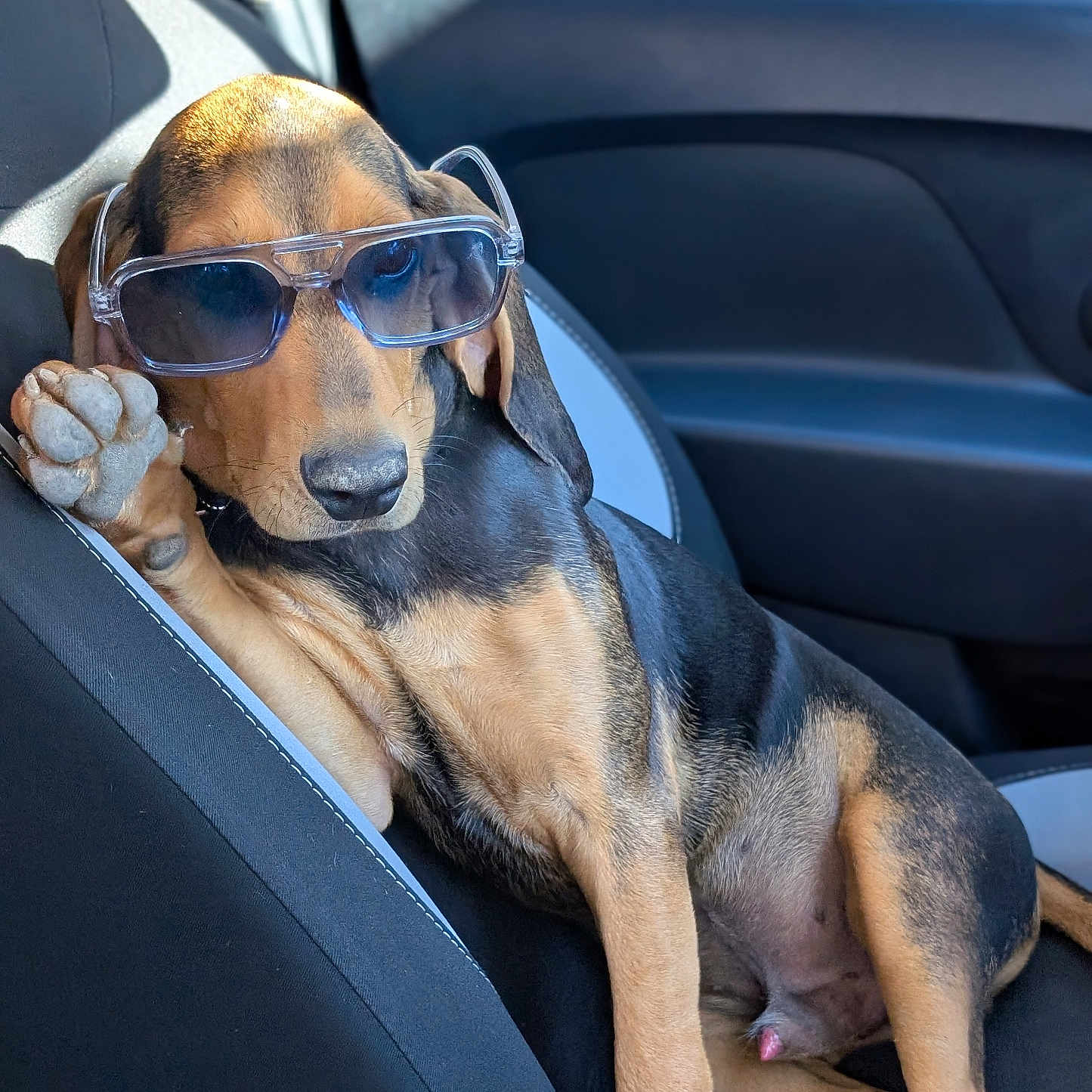 Loki a rejoint le concours — aidez-le/la à gagner de superbes lots ! accessory, animal, black_and_tan, canine, car, car_seat, casual, closeup, cool, dog, indoors, leisure, paw, pet, portrait, relaxed, seat, sunglasses, sunlight, window