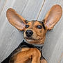 Loki a rejoint le concours — aidez-le/la à gagner de superbes lots ! dog, pet, ears, cute, lying_down, floor, wood_texture, brown, black, collar, animal, canine, portrait, playful, paw, closeup, domestic_animal, looking, indoors, fur
