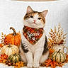 cat, kitten, autumn, fall, pumpkins, leaves, flowers, pillow, cushion, bandana, sitting, portrait, indoor, home_decor, harvest, orange, white, tabby, decorative, cozy