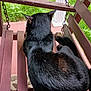 Blackie joined the competition — help win amazing prizes! black_cat, cat, animal, pet, wooden_swing, porch, outdoor, greenery, grass, relaxing, feline, fur, bench, resting, daylight, nature, quiet, peaceful, back_view, summer