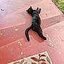 Blackie joined the competition — help win amazing prizes! black_cat, cat, animal, pet, outdoor, sunlight, concrete_floor, doormat, grass, relaxing, lying_down, fur, shadow, nature, daylight, pattern, texture, quiet, resting, home