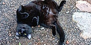 Blackie is registered to the contest to win money with this photo: cat, black_cat, outdoor, gravel, dirt, grass, rock, shoe, pet, animal, lying_down, yellow_eyes, playful, nature, ground, fur, whiskers, tail, paw, relaxed