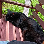 Blackie is registered to the contest to win money with this photo: black_cat, cat, sleeping, porch, wooden_swing, chains, green_grass, outdoor, pet, animal, relaxing, feline, nature, daylight, resting, closeup, fur, quiet, bench, wood
