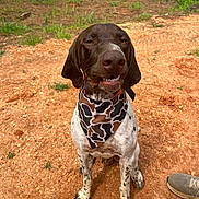 Moss joined the competition — help win amazing prizes! dog, bandana, brown, white, spotted, outdoor, grass, dirt, sitting, pet, canine, animal, cute, smiling, portrait, ground, footwear, nature, playful, happy