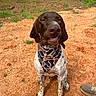 dog, bandana, brown, white, spotted, outdoor, grass, dirt, sitting, pet, canine, animal, cute, smiling, portrait, ground, footwear, nature, playful, happy
