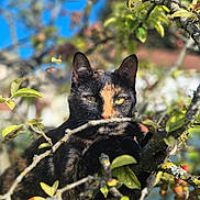 Opale participe au concours pour gagner de l'argent avec cette photo : cat, tortoiseshell_cat, animal, pet, feline, outdoors, tree, branches, leaves, apple_tree, fruit, berries, lichen, nature, wildlife, portrait, close_up, sunlight, blue_sky, camouflage