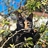 cat, tortoiseshell_cat, animal, pet, feline, outdoors, tree, branches, leaves, apple_tree, fruit, berries, lichen, nature, wildlife, portrait, close_up, sunlight, blue_sky, camouflage