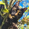 cat, tortoiseshell_cat, animal, pet, feline, tree, branch, leaves, apples, fruit, outdoors, nature, blue_sky, sunlight, close_up, whiskers, green_eyes, black_fur, orange_patches, portrait