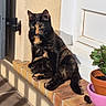 Opale participe au concours pour gagner de l'argent avec cette photo : cat, tortoiseshell_cat, pet, animal, sitting, outdoor, sunlight, brick_steps, door, house, porch, plant, flower_pot, terracotta_pot, pink_pot, black_fur, orange_fur, whiskers, ears, portrait