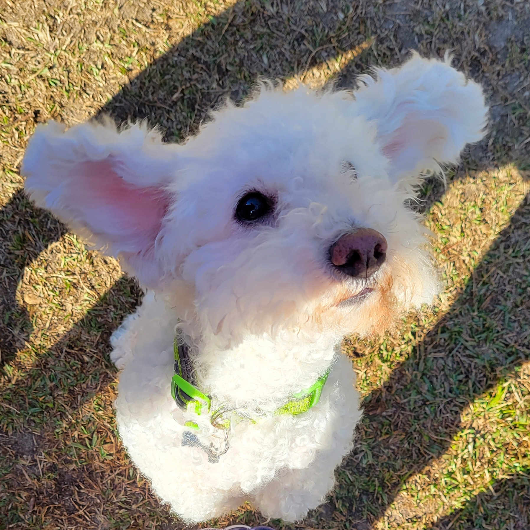 Falcor Edward is registered to the contest to win money with this photo: adorable, animal, closeup, companion, curly_fur, cute, daylight, dog, ears, friendly, fur, grass, green_collar, looking_up, nose, outdoor, pet, shadow, sunlight, white_dog