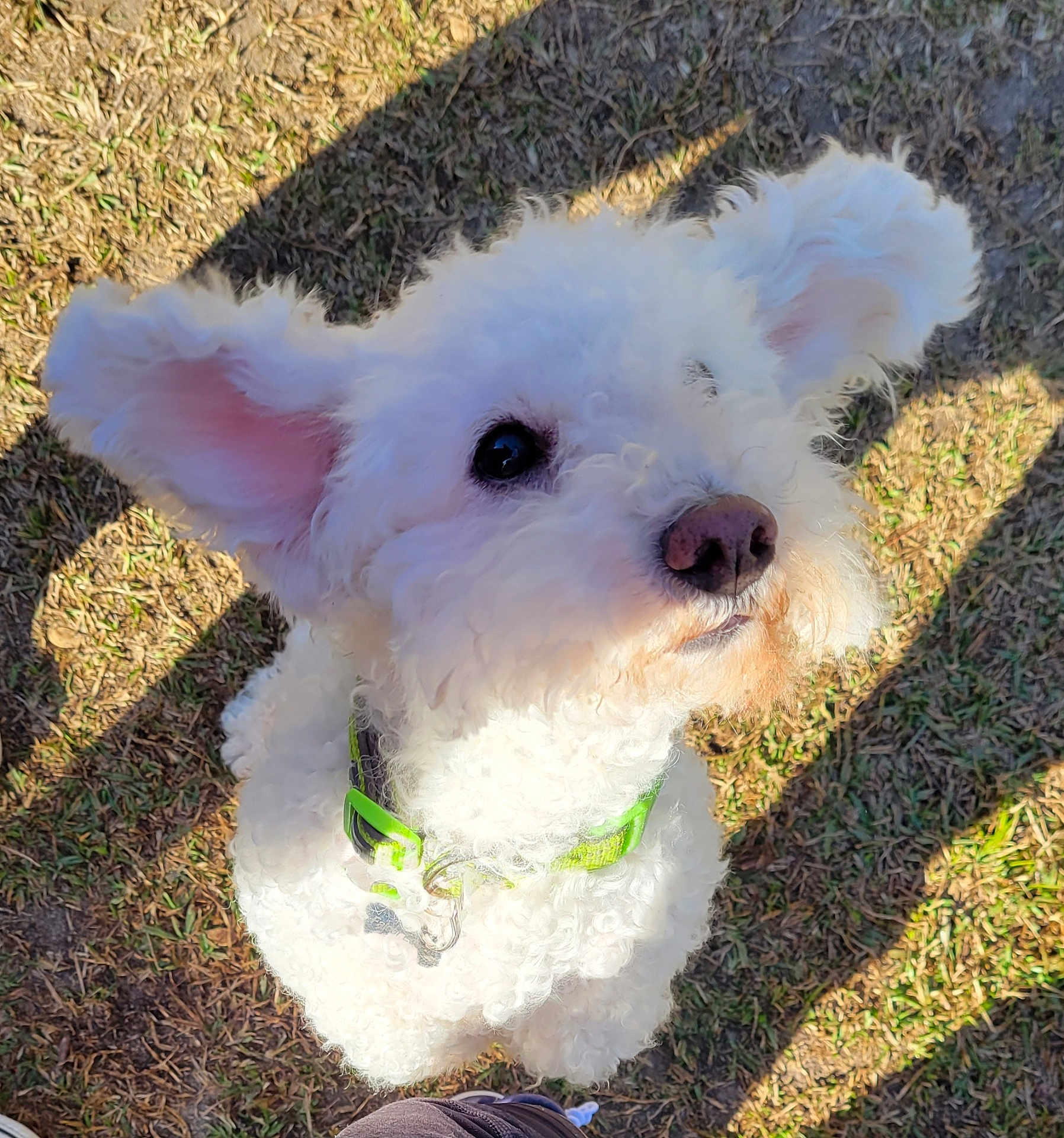 Falcor Edward is registered to the contest to win money with this photo: adorable, animal, closeup, companion, curly_fur, cute, daylight, dog, ears, friendly, fur, grass, green_collar, looking_up, nose, outdoor, pet, shadow, sunlight, white_dog