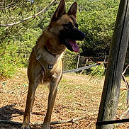 Sully a rejoint le concours — aidez-le/la à gagner de superbes lots ! animal, canine, daytime, dog, fence, forest, german_shepherd, grass, harness, leash, nature, outdoor, pet, pine_needles, sky, standing, sunlight, tongue_out, tree, wooden_post