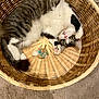 Juney joined the competition — help win amazing prizes! cat, tabby, white_fur, basket, woven_basket, carpet, indoor, pet, animal, cute, curious, playful, feline, resting, cozy, fur, paw, looking_up, whiskers, ears