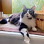 Juney joined the competition — help win amazing prizes! cat, feline, black_and_white, fluffy, windowsill, basket, indoor, sunlight, greenery, curious, relaxed, pet, animal, fur, whiskers, ears, paws, domestic, window, natural_light
