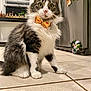 cat, bow_tie, tile_floor, kitchen, window, plants, fridge, magnet, photo, alert, fluffy, white_paws, tabby, indoor, pet, domestic, curious, wide_eyes, orange, black_and_white