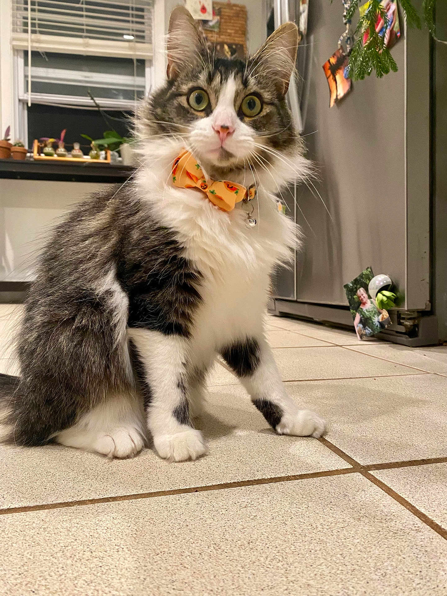 Juney joined the competition — help win amazing prizes! cat, bow_tie, tile_floor, kitchen, window, plants, fridge, magnet, photo, alert, fluffy, white_paws, tabby, indoor, pet, domestic, curious, wide_eyes, orange, black_and_white