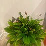 cat, houseplant, green_leaves, indoor, tile_floor, white_wall, peeking, pet, hiding, curious, leaf, pot, plant_pot, domestic_cat, animal, fur, whiskers, eyes, nose, shadow