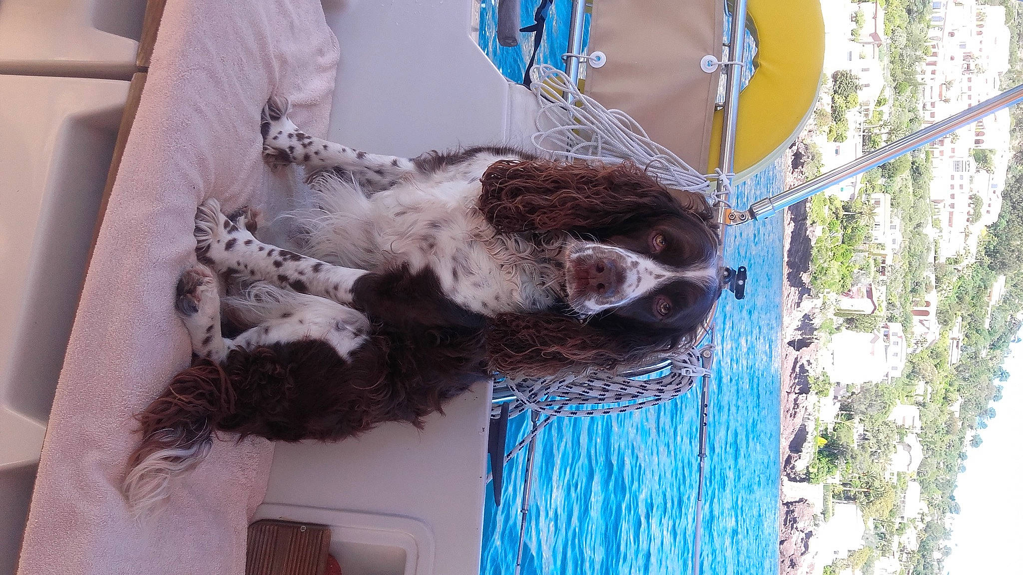 Cloé a rejoint le concours — aidez-le/la à gagner de superbes lots ! blue, canidae, carnivore, dog_breed, domestic_short_haired_cat, electric_blue, felidae, fur, natural_material, plant, small_to_medium_sized_cats, sporting_group, tail, terrestrial_animal, tree, trunk, wood