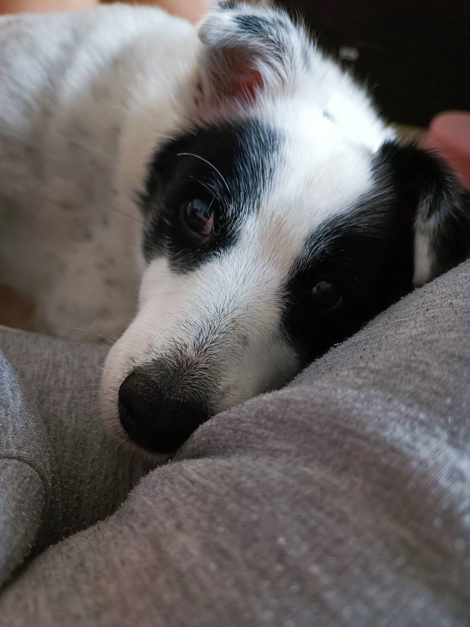 Eliott participe au concours pour gagner de l'argent avec cette photo : bored, canidae, carnivore, claw, comfort, companion_dog, dog, dog_breed, fur, nap, paw, small_to_medium_sized_cats, snout, sporting_group, terrestrial_animal, whiskers