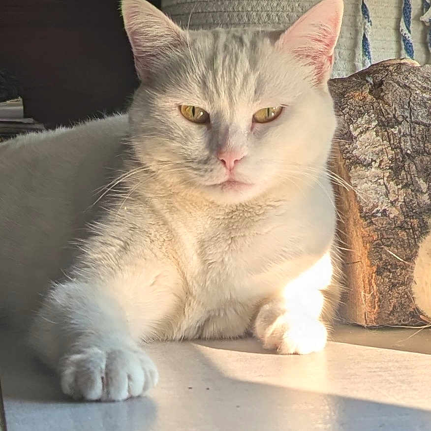 Tipex participe au concours pour gagner de l'argent avec cette photo : animal, basket, cat, closeup, ears, feline, fur, indoor, log, nose, paw, pet, portrait, relaxed, resting, shadow, sunlight, table, whiskers, white_cat