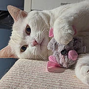 Tipex participe au concours pour gagner de l'argent avec cette photo : cat, white_cat, plush_toy, mouse_toy, pet, indoor, close_up, feline, cute, soft_texture, animal, whiskers, ears, paws, toy, relaxed, lying_down, domestic_cat, curious, cozy