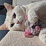 cat, white_cat, plush_toy, mouse_toy, pet, indoor, close_up, feline, cute, soft_texture, animal, whiskers, ears, paws, toy, relaxed, lying_down, domestic_cat, curious, cozy