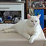 Tipex participe au concours pour gagner de l'argent avec cette photo : white_cat, table, tablecloth, indoor, microwave, kitchen, furniture, plant, figurines, owl_figurines, relaxed, pet, animal, domestic, resting, face, ears, paws, eyes, clutter