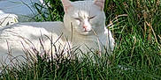 Tipex a rejoint le concours — aidez-le/la à gagner de superbes lots ! cat, white_cat, grass, outdoor, sunlight, nature, feline, relaxing, peaceful, animal, pet, greenery, garden, daylight, sleeping, flora, mammal, vertebrate, quiet, resting