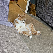 Loki joined the competition — help win amazing prizes! cat, orange_and_white_cat, carpet, indoor, door, furniture, relaxed, pet, animal, small_dog_or_toy, corner, living_room, seated, looking_down, cozy, domestic, fur, ears, paws, quiet