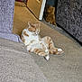 cat, orange_and_white_cat, carpet, indoor, door, furniture, relaxed, pet, animal, small_dog_or_toy, corner, living_room, seated, looking_down, cozy, domestic, fur, ears, paws, quiet