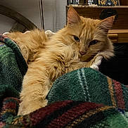 Mojito a rejoint le concours — aidez-le/la à gagner de superbes lots ! blanket, books, cat, cozy, decor, ears, feline, fluffy, fur, green, home, indoor, orange_cat, pet, plaid, red, relaxing, resting, whiskers, wooden_cabinet