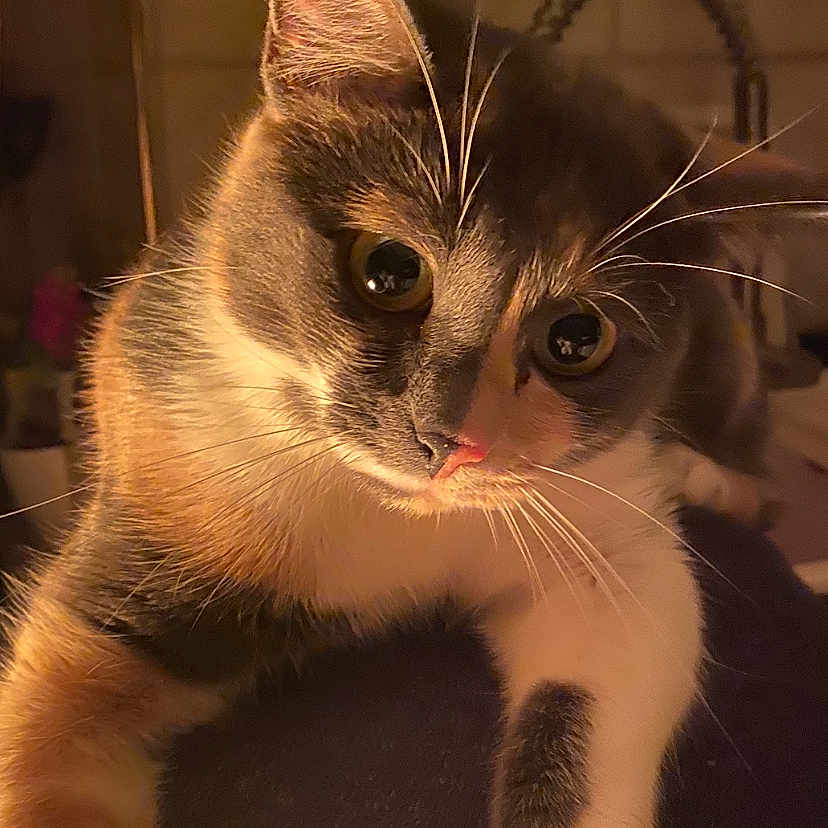 Duchesse Vs Chanel participe au concours pour gagner de l'argent avec cette photo : animal, blurred_background, cat, close_up, curious, cute, domestic_animal, eyes, face, faucet, feline, fur, indoor, kitchen, kitten, paws, pet, tile_wall, warm_lighting, whiskers