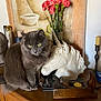 Duchesse Vs Chanel a rejoint le concours — aidez-le/la à gagner de superbes lots ! animal, cat, cozy, feline, flowers, fluffy, gray_cat, home_decor, indoor, ornament, pet, pink_flowers, plant, statue, still_life, table, unicorn_sculpture, vase, wooden_surface, yellow_eyes