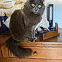 Duchesse Vs Chanel a rejoint le concours — aidez-le/la à gagner de superbes lots ! cat, gray_cat, fluffy, yellow_eyes, wooden_dresser, furniture, indoor, pet, animal, portrait, sitting, tail, whiskers, vintage, decor, household, closeup, feline, curious, domestic