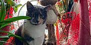 Duchesse Vs Chanel a rejoint le concours — aidez-le/la à gagner de superbes lots ! cat, calico_cat, plant, window, decoration, stuffed_toy, reindeer_doll, red_mesh, flower, wooden_surface, indoor, natural_light, feline, pet, curious, sitting, ornament, greenery, holiday_decor, soft_light