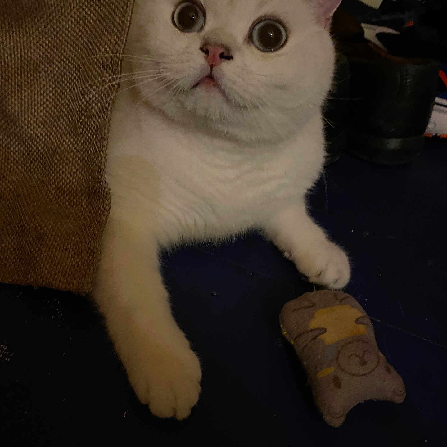 Tournesol a rejoint le concours — aidez-le/la à gagner de superbes lots ! abyssinian, accessories, angora, animal, cat, clothing, couch, cushion, footwear, furniture, glove, hardwood, homedecor, kitten, manx, pet, shoe, sneaker, strap, wood