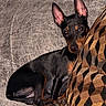 alert, black_coat, companion, couch, cozy, cute, dog, indoor, large_ears, looking_at_camera, mammal, miniature_pinscher, paws, pet, pillow, portrait, resting, small_dog, soft_fabric, tan_markings