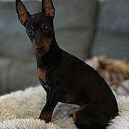 Chloe joined the competition — help win amazing prizes! dog, small_dog, miniature_pinscher, pet, indoor, sofa, blanket, fuzzy, ears, alert, sitting, portrait, black_and_tan, coat, eyes, looking_at_camera, living_room, cozy, shallow_depth_of_field, cute