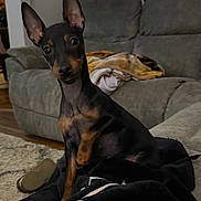 Chloe is registered to the contest to win money with this photo: black_and_tan, blanket, blanket_pattern, carpet, couch, cozy, curious, dog, ears, furniture, indoor, living_room, looking_at_camera, miniature_pinscher, paw, pet, portrait, sitting, slipper, sofa