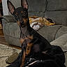black_and_tan, blanket, blanket_pattern, carpet, couch, cozy, curious, dog, ears, furniture, indoor, living_room, looking_at_camera, miniature_pinscher, paw, pet, portrait, sitting, slipper, sofa