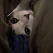 Shiloh is registered to the contest to win money with this photo: cat, pet, animal, whiskers, fur, closeup, eyes, face, paw, cozy, blanket, fabric, indoor, cute, curious, playful, resting, hidden, soft, domestic