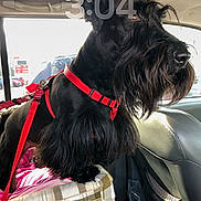 Lucy is registered to the contest to win money with this photo: animal, beard, black_dog, car_interior, close_up, cushion, dog, domestic_animal, fur, indoor, leash, pet, portrait, red_harness, resting_spot, seat, side_view, sunlight, vehicle, window
