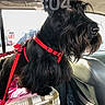 animal, beard, black_dog, car_interior, close_up, cushion, dog, domestic_animal, fur, indoor, leash, pet, portrait, red_harness, resting_spot, seat, side_view, sunlight, vehicle, window