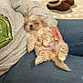 Louisabelle is registered to the contest to win money with this photo: puppy, dog, sleeping, lap, person, jeans, sweatshirt, slippers, carpet, indoor, cozy, fur, cute, relaxed, pet, hand, nail_polish, casual_wear, resting, home