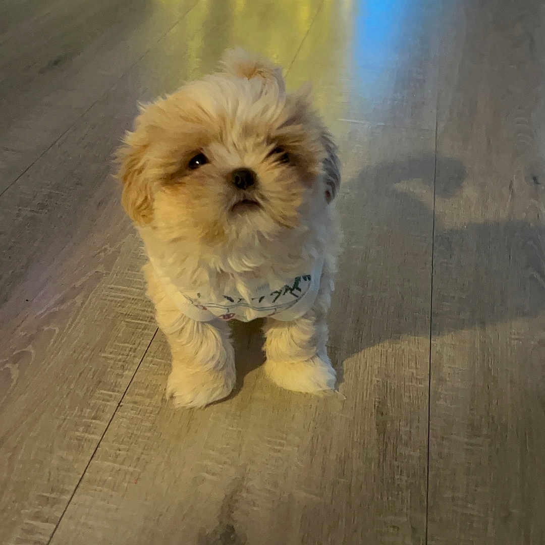 Louisabelle joined the competition — help win amazing prizes! animal, bandana, christmas_tree, cozy, cute, decor, dog, festive, floor, fluffy, holiday_decor, home, indoor, lights, pet, puppy, reflection, small_dog, wooden_floor, young