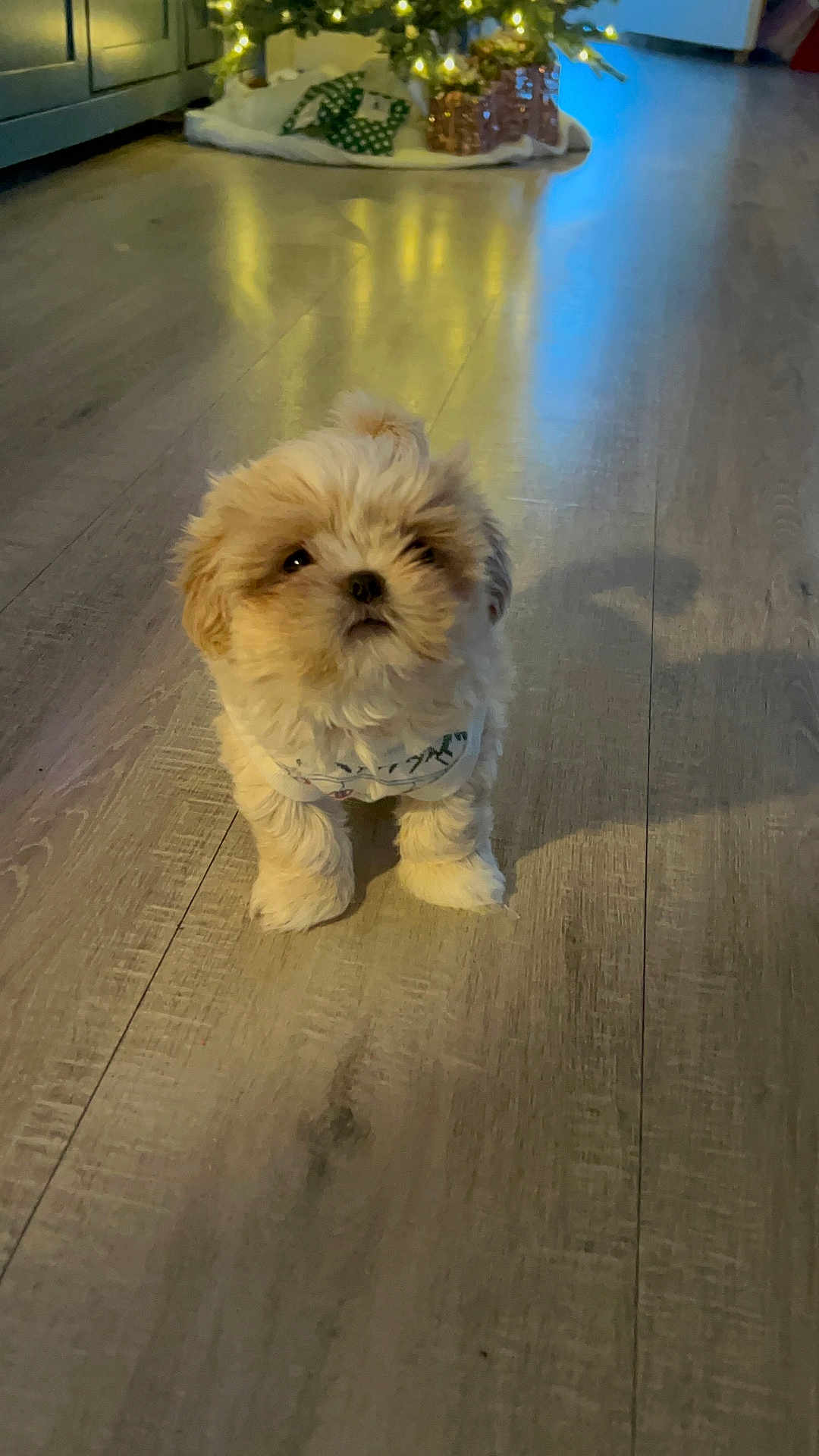 Louisabelle joined the competition — help win amazing prizes! puppy, dog, floor, wooden_floor, indoor, christmas_tree, holiday_decor, pet, small_dog, fluffy, cute, bandana, festive, lights, reflection, cozy, home, decor, animal, young